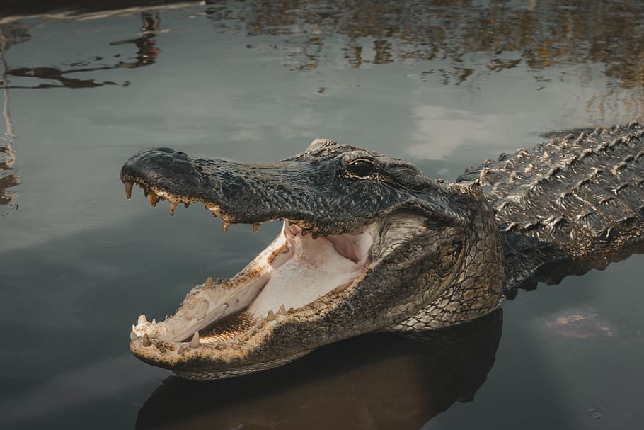 crocodile tour in miami
