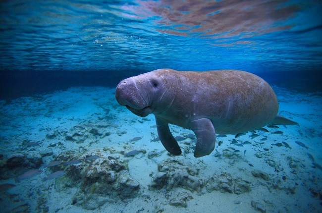 Best Places to See Manatees in Miami, Florida