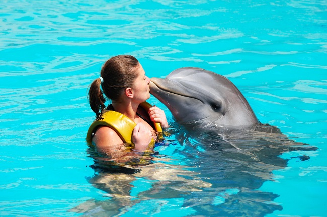 Swimming with Dolphins in Miami, Florida
