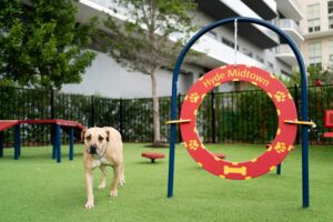 Miami's Best Dog Parks